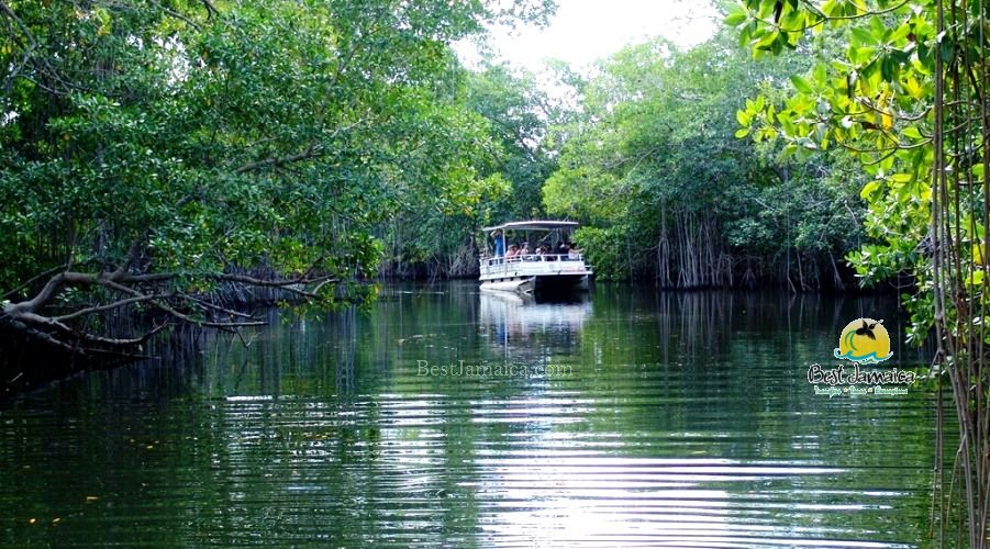 Black River Safari crocodile and mangrove tour