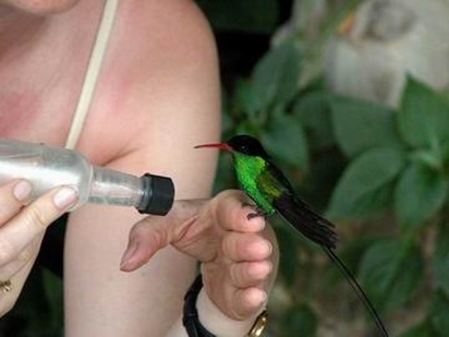 Rocklands Bird Sanctuary Jamaica