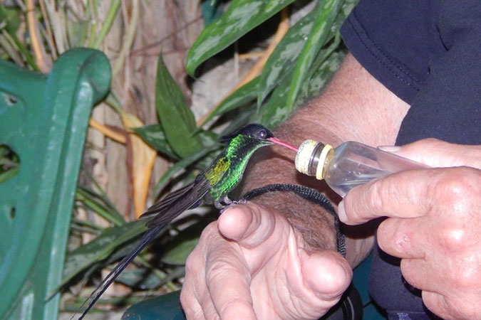 Rocklands Bird Sanctuary Jamaica