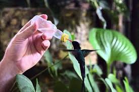 Lush greenery overlooking Montego Bay hills at Rocklands